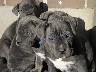 Cane Corso Italiano hvalpe 