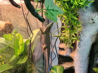 Standing's day gecko, (Phelsuma standingi)