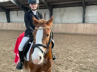 Gribsvads Britney – Welsh pony