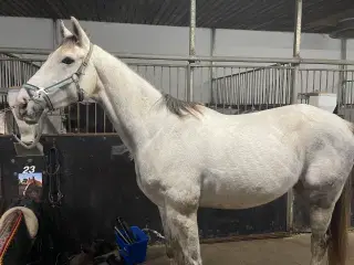 Grå søger nyt hjem