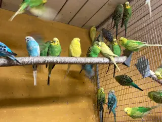 Flotte fugle ring ☎️ 21632741