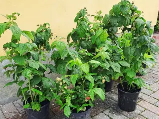 Hindbærplanter