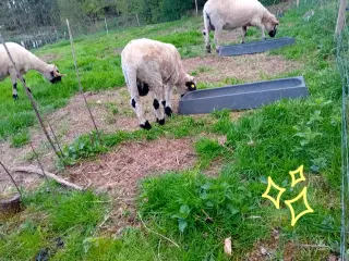 Valais black nose vædderlam 