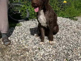 Curly Coatted Retriever/ Lagotto Romagnolo 