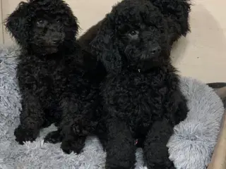 Ægte dværg / mellem puddel må rejse nu!