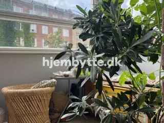 Hjembytte - FridtjofNansensPlads