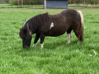 Shetlandshoppe sælges/byttes