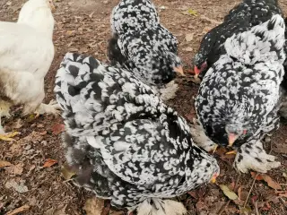Brahma kyllinger / rugeæg 