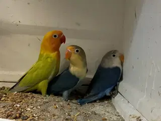 Rødhovedet Dværgpapegøje