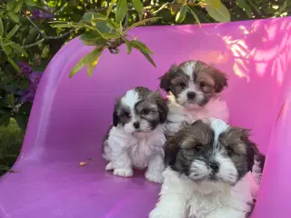 3 shih tzu-havapoo hvalpe(8 uger)