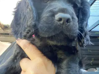 Cockerspaniel hvalpe