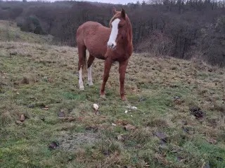 Projekt hest hoppe på 3 år