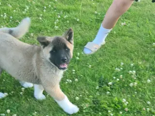 Dreng hundehvalp Akita American 