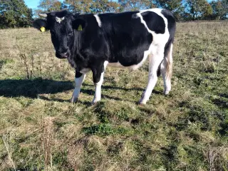Blå hvid x kvie løbet 