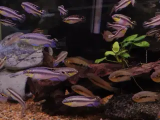 kribensis 