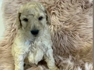 labradoodle hvalpe 