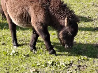 Sødeste miniature hoppeføl
