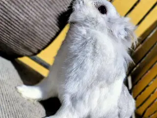Silver er Kastreret og 2 år 🐰