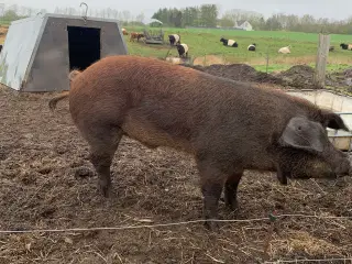 Duroc orne udlejes