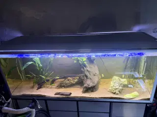 570 L akvarie med hvidt underskab