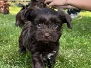 Yorkshire terrier colored 