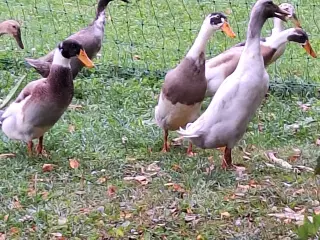Løbeænder