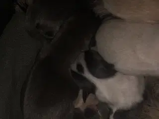 Shih Tzu / Chihuahua blanding