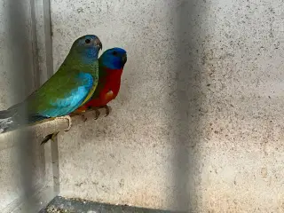 1.1 Rødbuget Splendid 