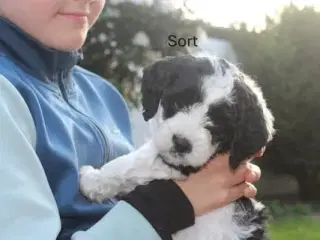 Sproodle/springerdoodle hvalpe