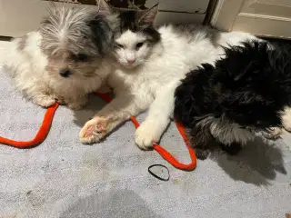 Mini /micro Morkier - allergivenlige 