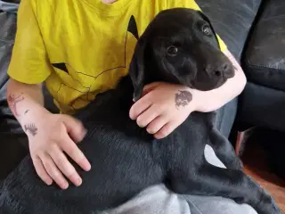 Labrador blandings hvalp