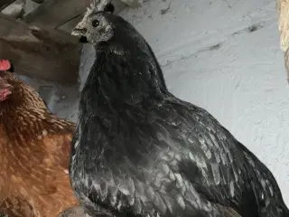 Rugeæg blandet racer. 🐔❤️af høns