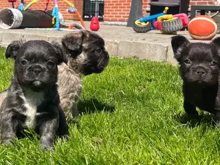 Fluffy fransk bulldog med stsmtsvle