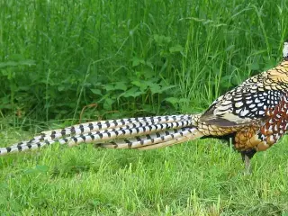 1,1 Kongefasaner fra 2025