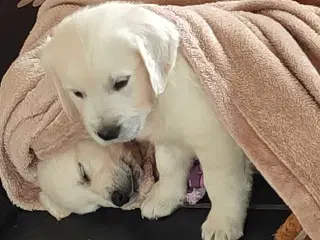 Golden retriever han hvalpe 
