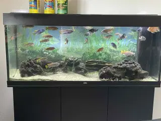 Akvariefisk: Malawi 