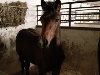 New Forest hingst 