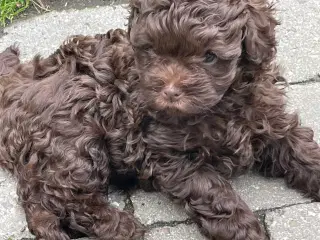Hunde hvalp 
