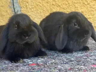 Han Dværgvædder unger sælges 