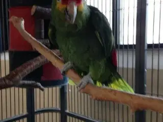 Papegøje, amazone