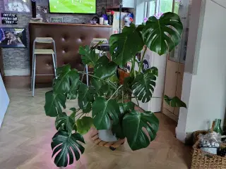 Stor fingerfilodendron (Monstera Deliciosa)