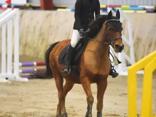 Sødeste børnepony søger ny familie. 