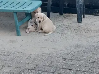 Gule labrador hvalpe.