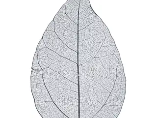 Skeletblade, L: 6-8 cm, blå, 20stk./ 1 pk.