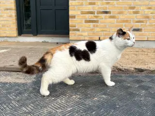 Trefarvet kat 1 år