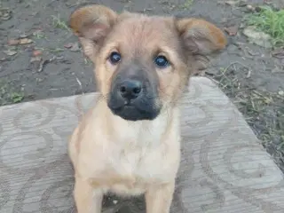 Lille Rie leder efter sit 4-ever hjem 🏡 