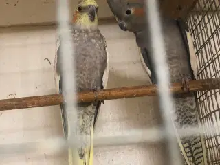 2 nymfe parakitter hunner