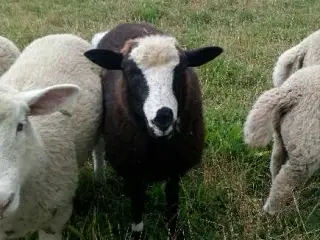 Vædder
