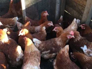 Røde amerikaner/Isa Brown høns nær æglægning,