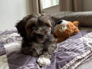 Bichon m/stamtavle 9 uger 